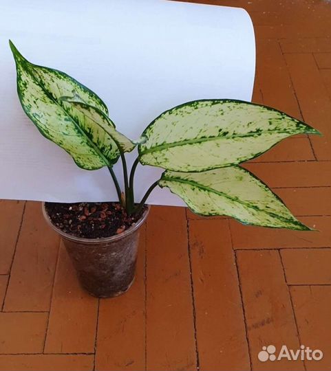 Аглаонемы тайские