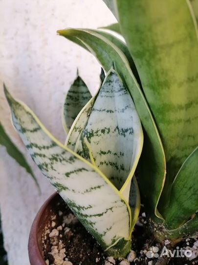 Сансевиерии разные