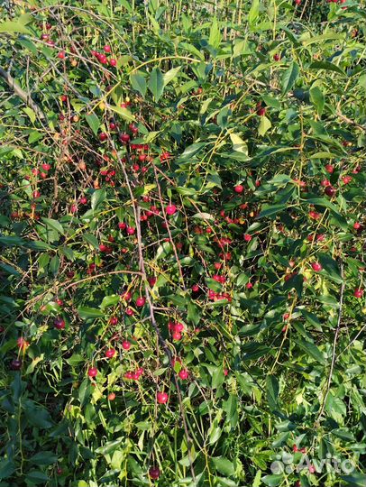 Вишня местная