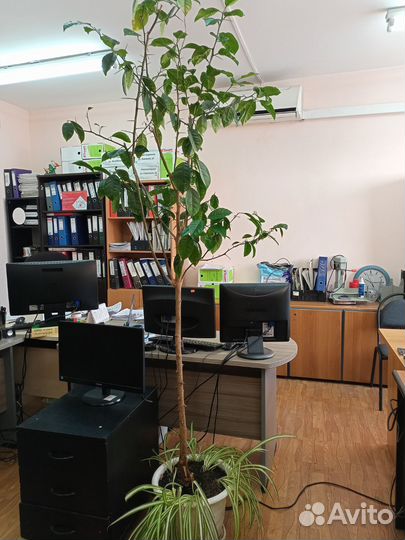 Комнатные цветы