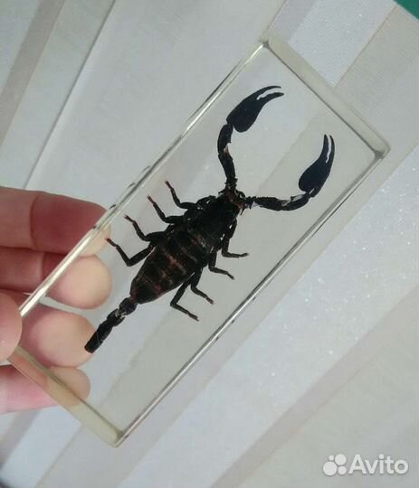 Насекомые и их знакомые