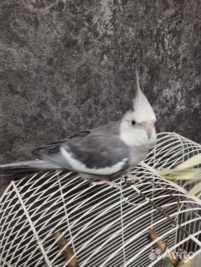 Попугай Корелла