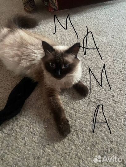 Невский маскарадный котенок