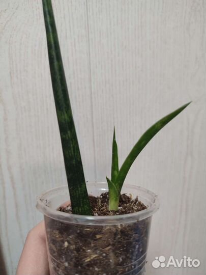 Сансевиерия Фернвурд Микадо цилиндрическая