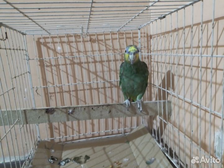 Венесуэльский амазон