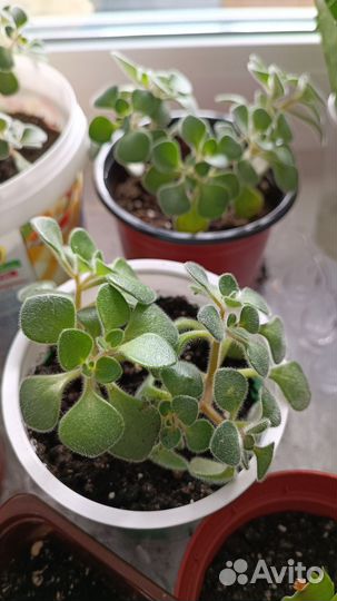 Аихризон дерево любви