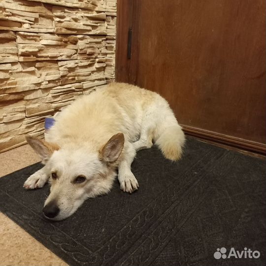 Собаки бесплатно в добрые руки