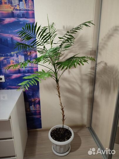 Пальма хамедорея