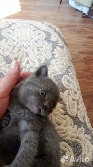 Отдам кота в добрые руки