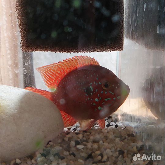 Аквариумные рыбки