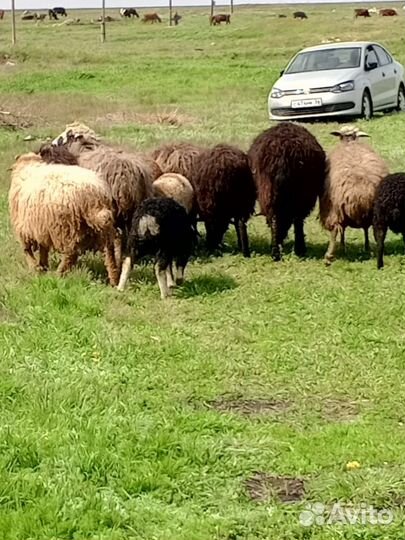 Овцы с детками