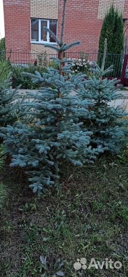 Ель сербская