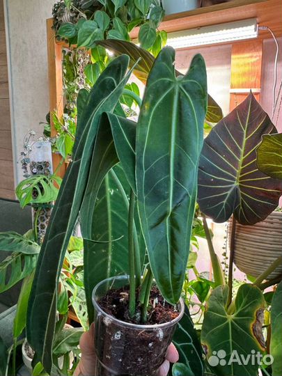 Антуриум варок / Anthurium warocqueanum