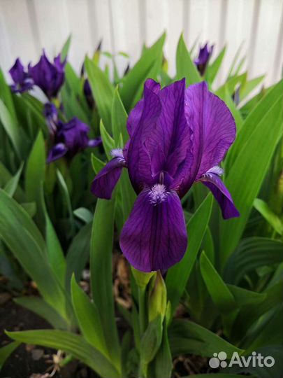 Ирис карликовый