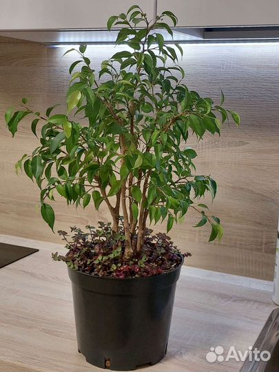 Фикус бенджамина с каллизией