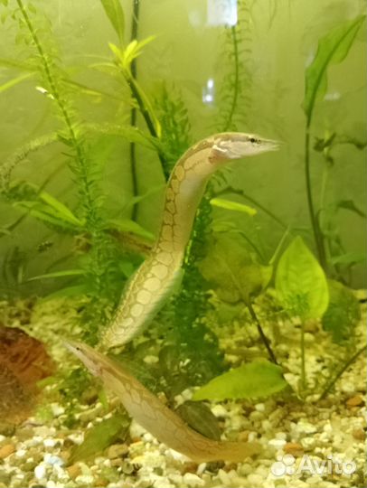 Аквариумные рыбки и растения