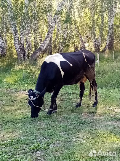 Корова первотелка