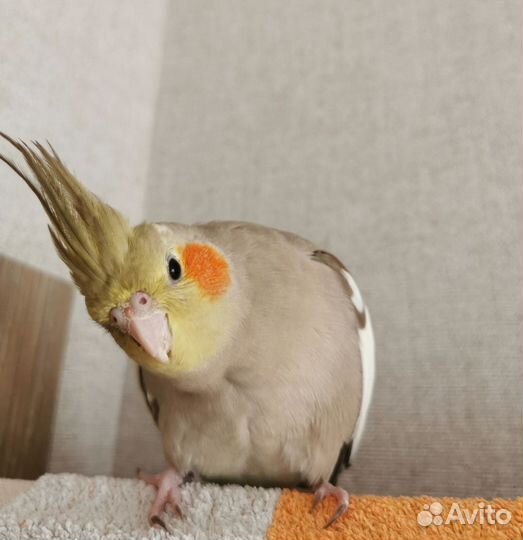 Попугай корелла с клеткой