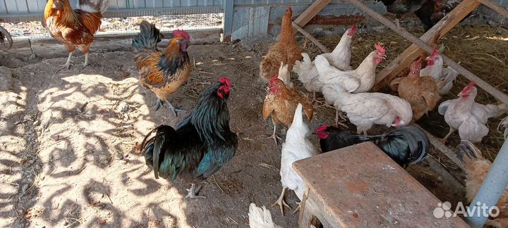 Породистые петушки на племя