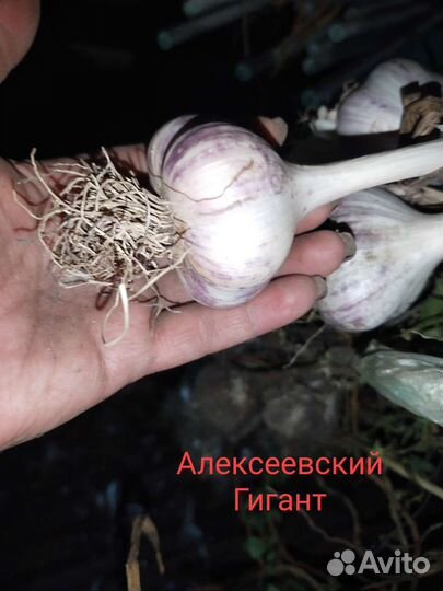 Озимый чеснок,картофель на посадку