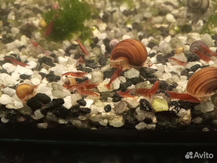 Роголистник, креветки, меченосцы