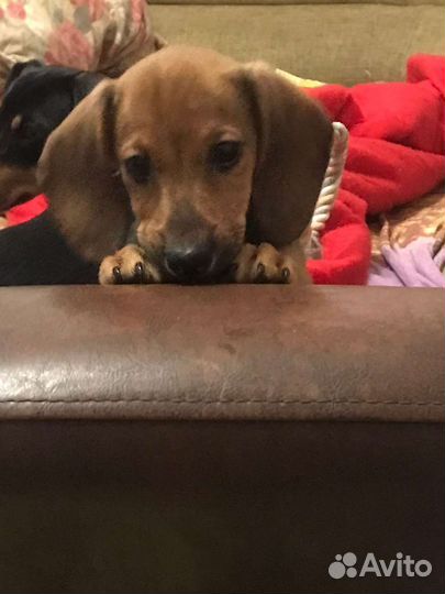 Щенки таксы