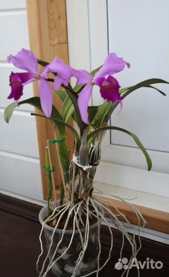 C.violacea х C. warscewiczii