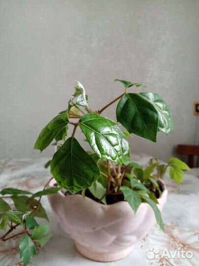 Комнатные цветы