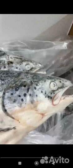 Лосось (Семга) и Форель охлажд,с\м в ассортименте