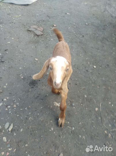 Нуба-битал козлик обмен