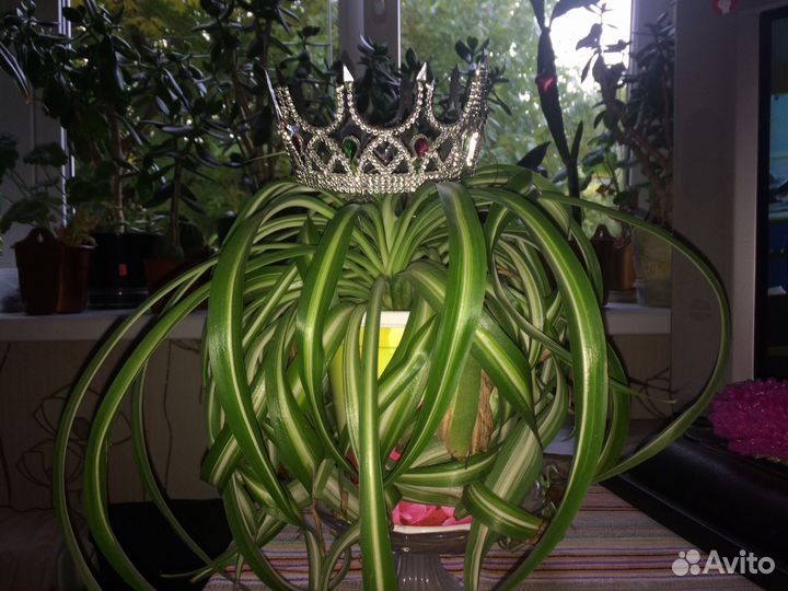 Хлорофитум кудрявый красавец