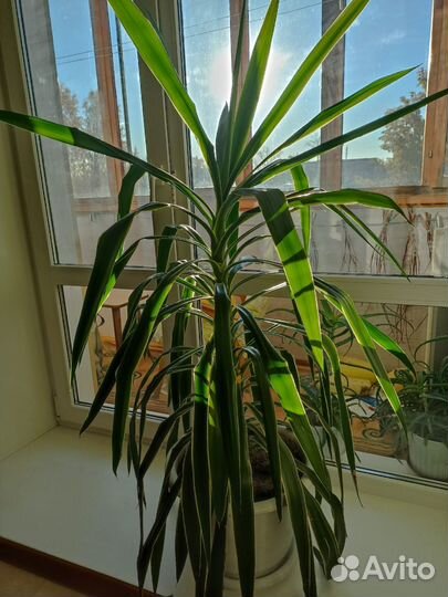 Пальма юкка