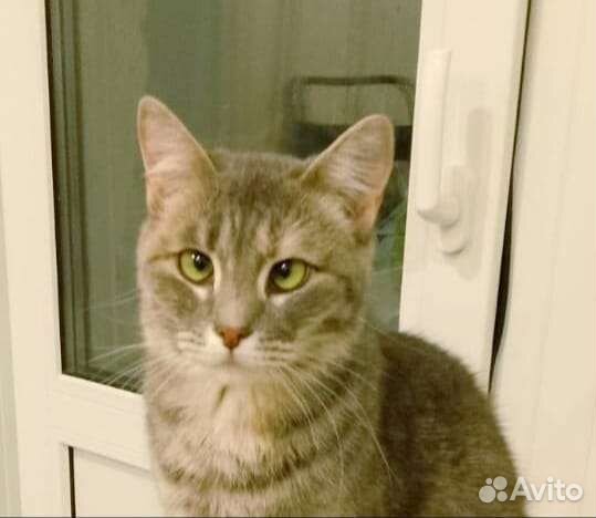 Кошка Люся ищет дом