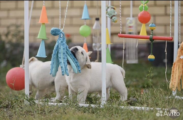 Лабрадор щенки