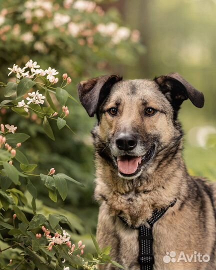 Собака ищет дом - в заботливые руки