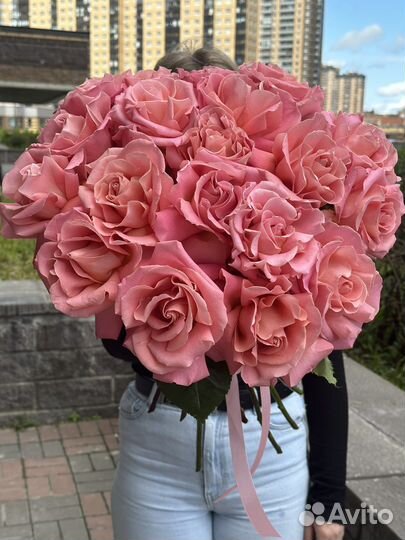 Персиковая французская роза