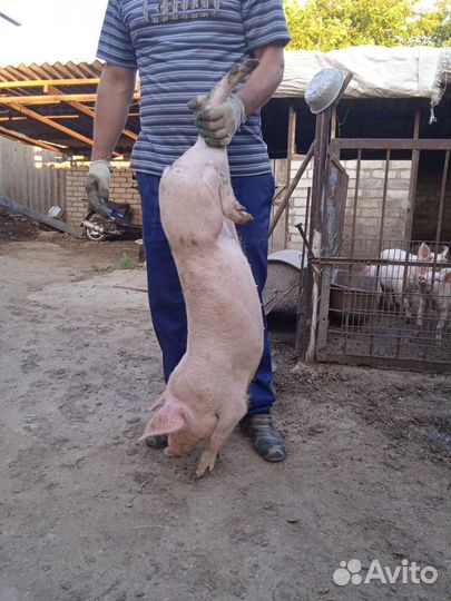 Поросенок ландрас