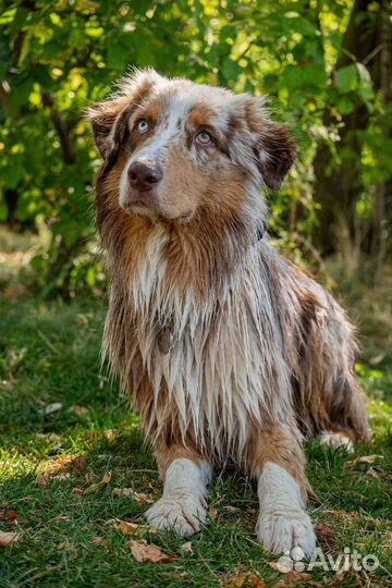 Австралийская овчарка. Кобель для вязки