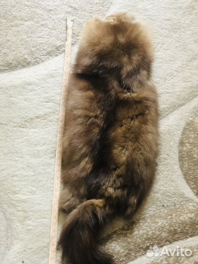 Продам шкурки соболя