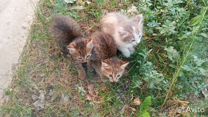 Котята в добрые руки бесплатно