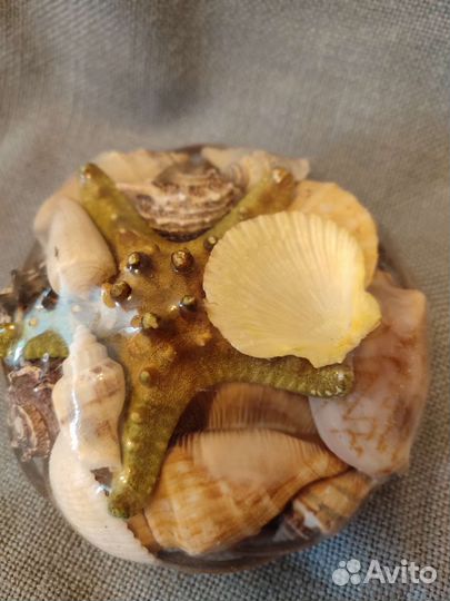 Ракушки набор