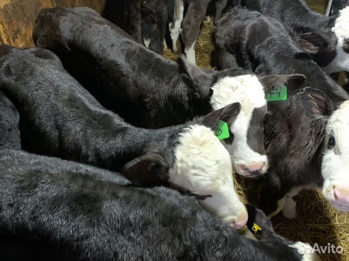 Бычки новый завоз