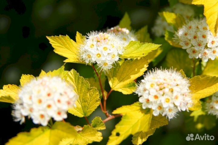 Пузыреплодник Ауреа