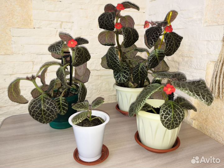 Комнатные цветы