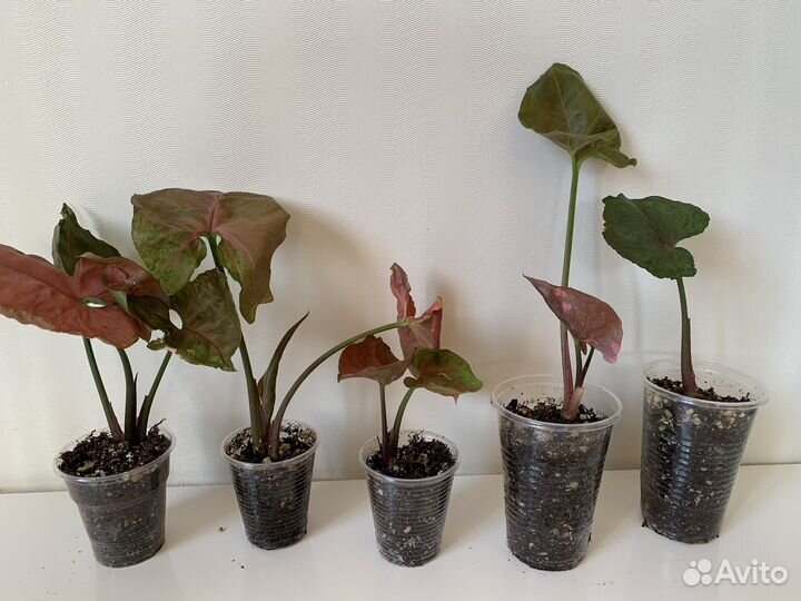 Сингониум клубничный лед galaxy