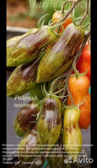 Семена томатных гномов. Dwarf Tomato Project
