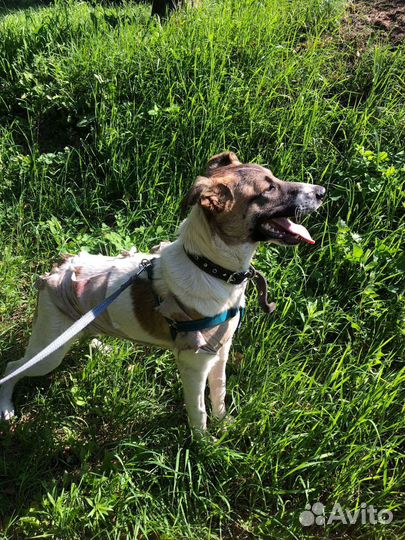 Кора в поисках дома