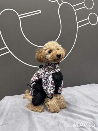 Собака модель фотосессия