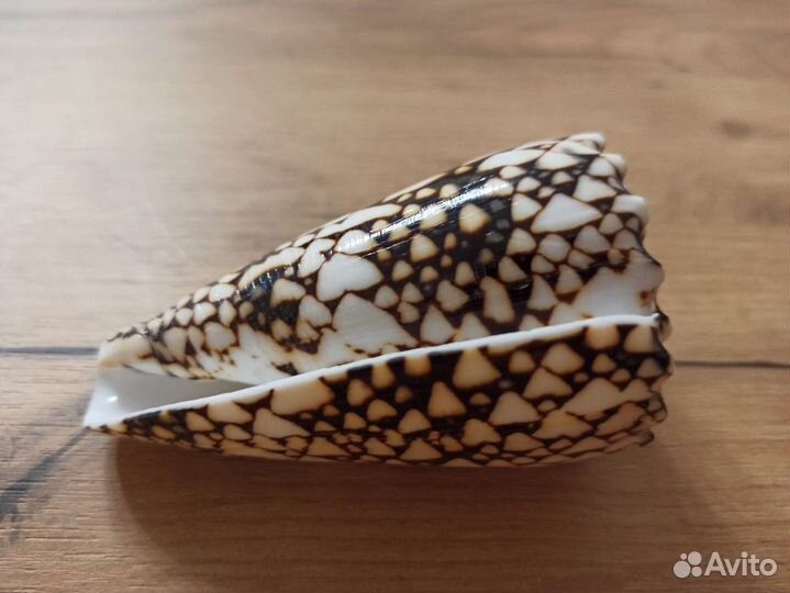 Морская раковина