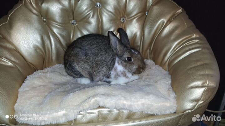 Карликовый кролик для дома